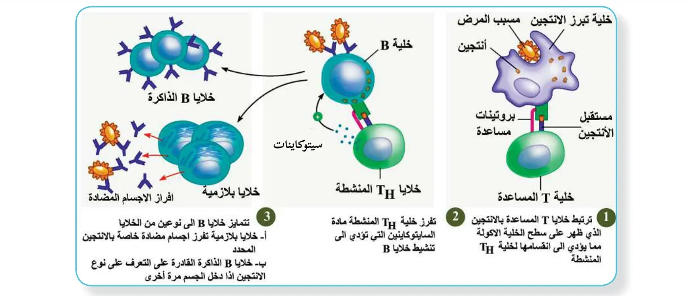 الشكل (6): المناعة السائلة