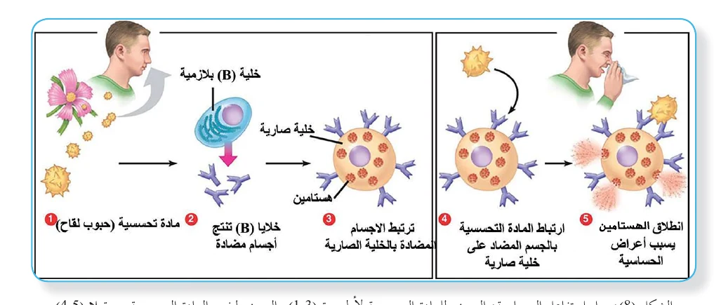 الشكل (8): مراحل تفاعل الحساسية: التعرض للمادة التحسسية لأول مرة (1-3)، التعرض لنفس المادة التحسسية مستقبلا (4-5)