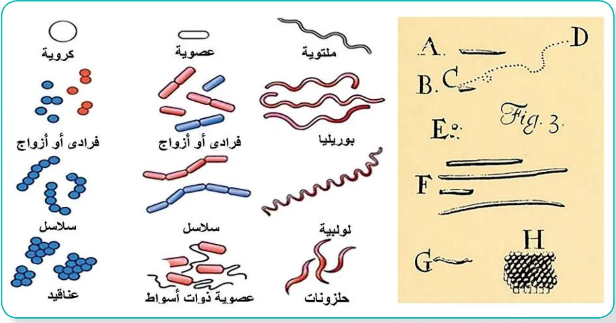 الشكل (1): رسومات لوفنهوك للبكتيريا وأشكال البكتيريا باستخدام المجهر المركب