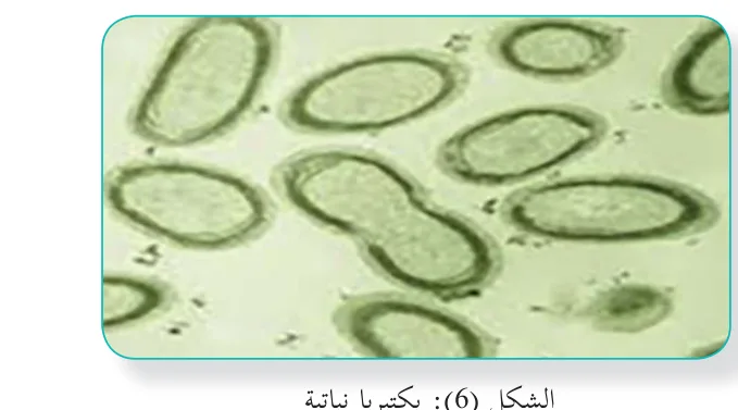 الشكل (6): بكتيريا نباتية