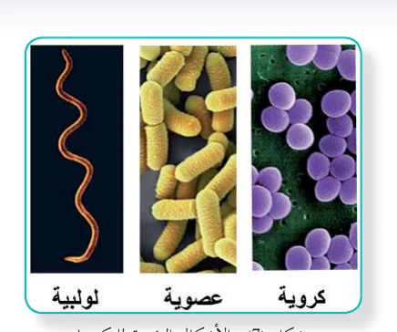 الشكل (7): الأشكال الرئيسة للبكتيريا