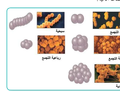 الشكل (8): أشكال البكتيريا الكروية