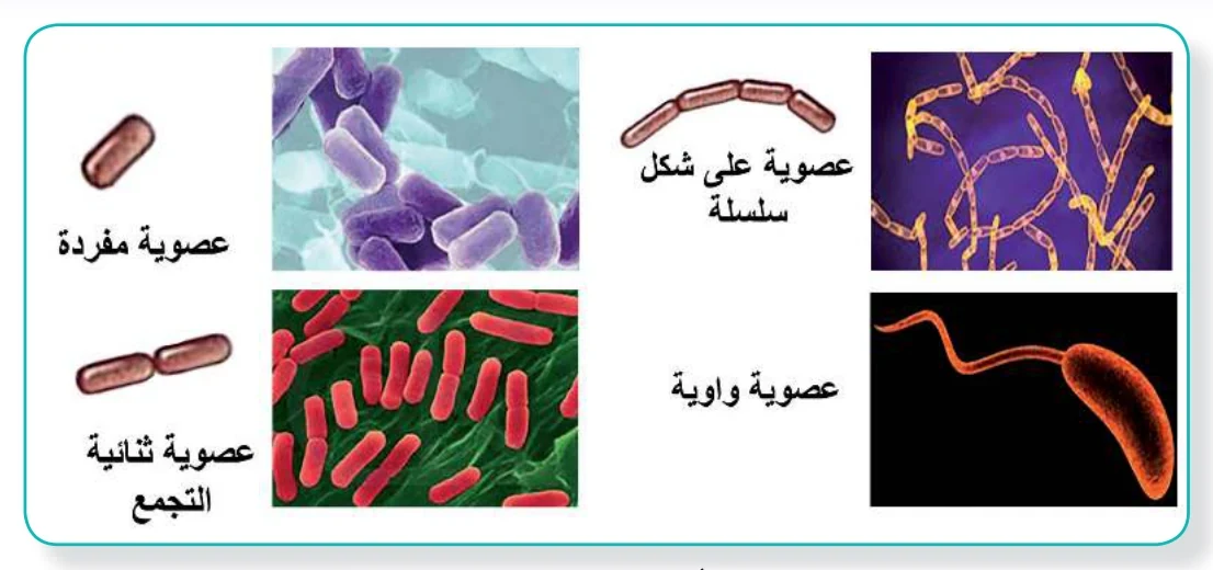 الشكل (9): أشكال مختلفة من البكتيريا العصوية