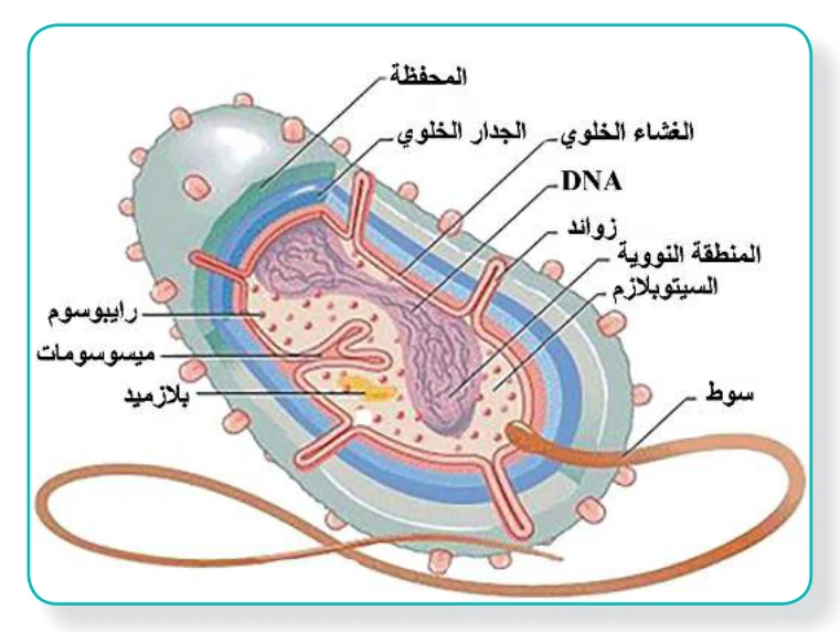الشكل (11): تركيب الخلية البكتيرية