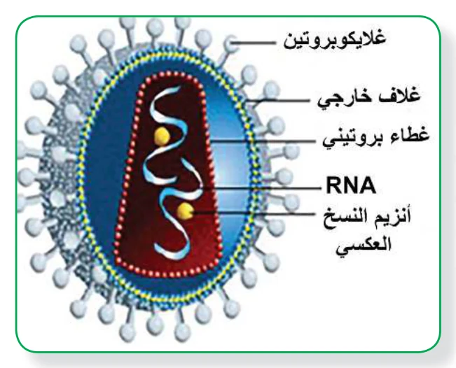 الشكل (4): فيروس مرض نقص المناعة المكتسبة HIV