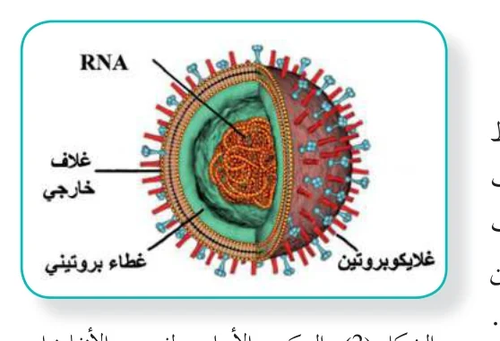 الشكل (2): التركيب الأساسي لفيروس الأنفلونزا