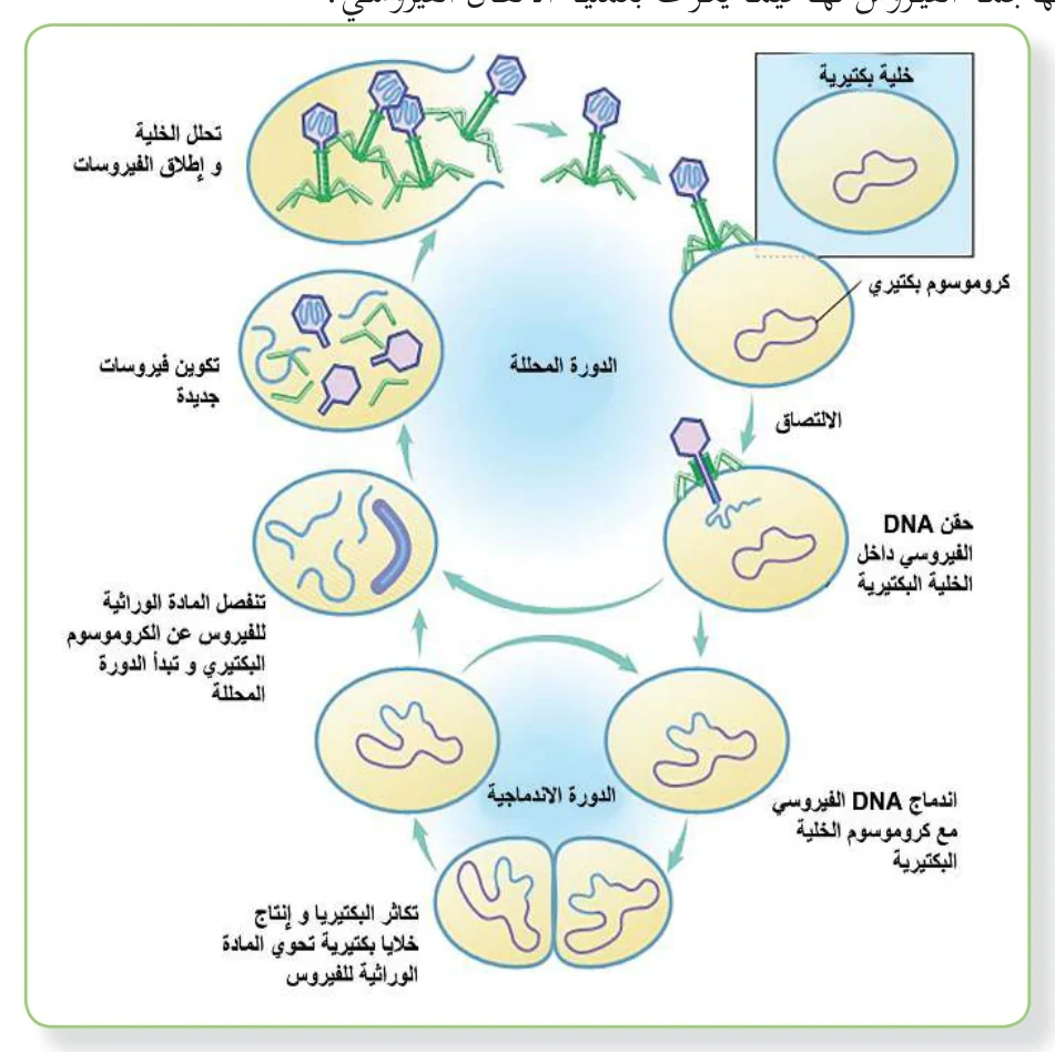 الشكل (5): الدورة المحللة والاندماجية