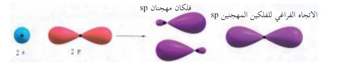 الشكل (2-19): اندماج الأفلاك الذرية في ذرة البيرليوم لتكوين الأفلاك المهجنة sp والاتجاهات الفراغية للأفلاك المهجنة sp