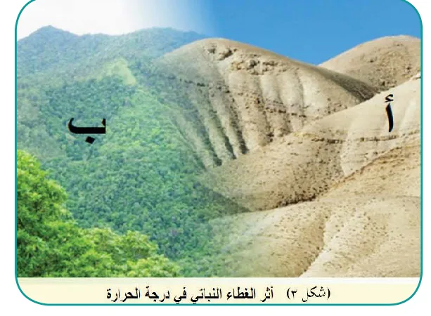 شكل ٣: أثر الغطاء النباتي في درجة الحرارة