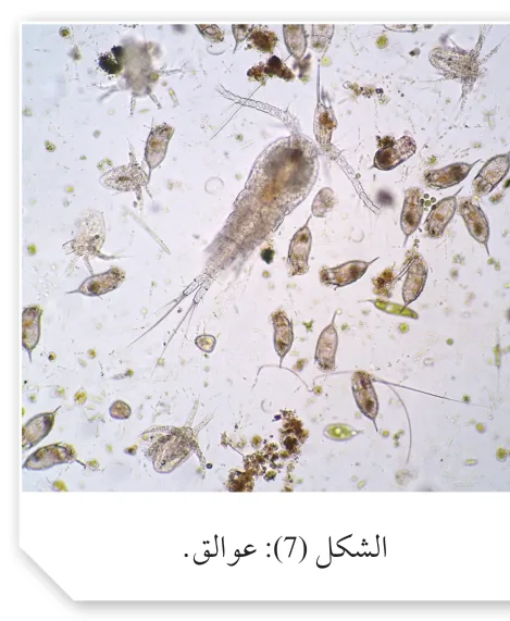 الشكل (7): عوالق