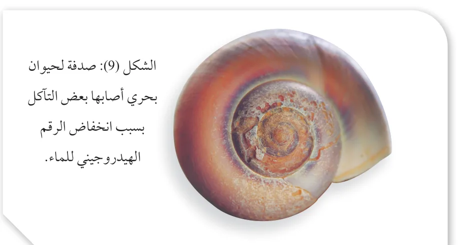 الشكل (9): صدفة لحيوان بحري أصابها بعض التآكل بسبب انخفاض الرقم الهيدروجيني للماء