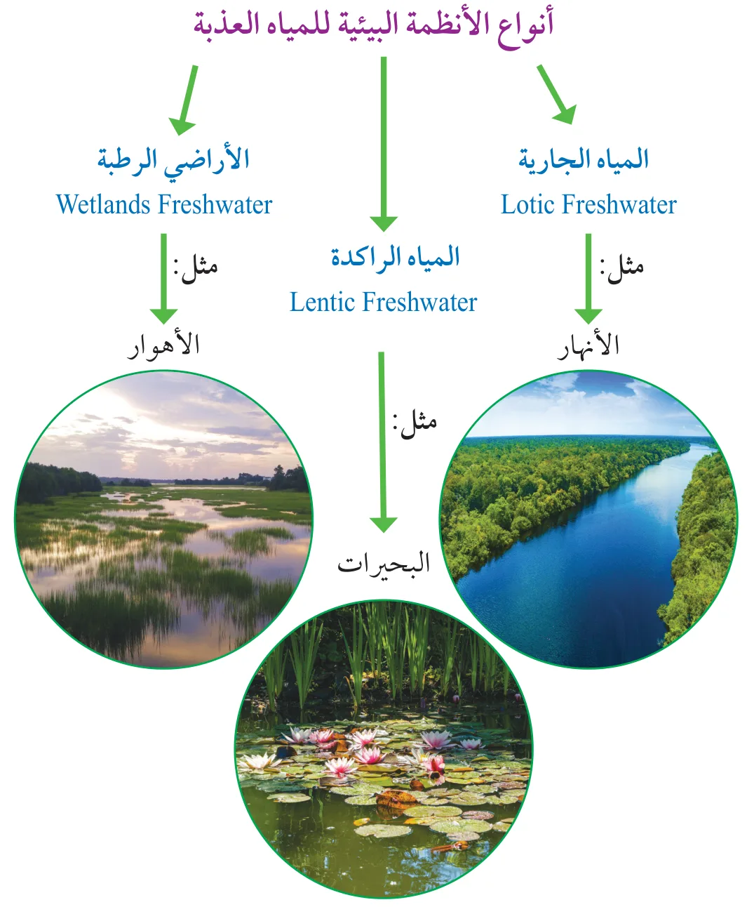 الشكل (13): أنواع الأنظمة البيئية للمياه العذبة