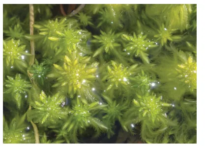 الشكل (17): حزاز من جنس سفاغنون Sphagnum في منطقة الرّخاخ