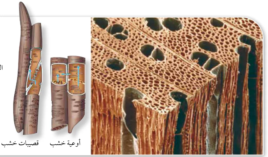الشكل (2): تركيب نسيج الخشب.