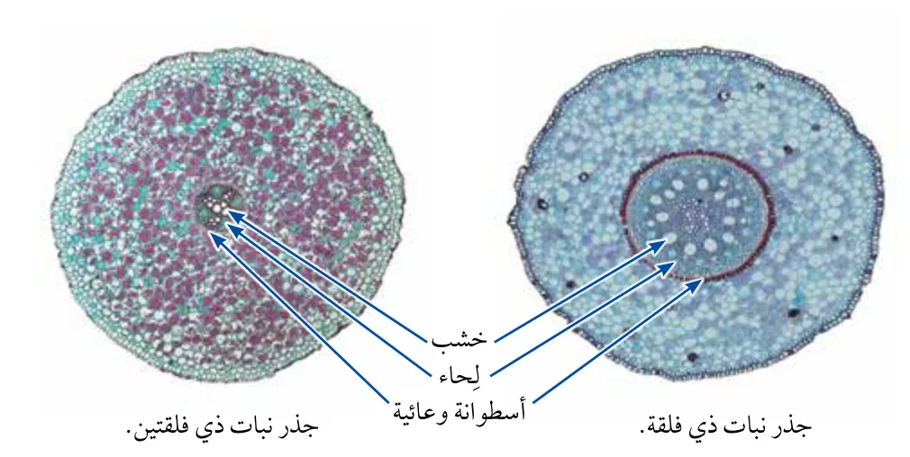الشكل (4): مواقع أنسجة النقل في الجذر.
