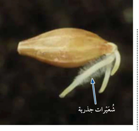 الشكل (6): شُعيرات جذرية لبذرة نامية.