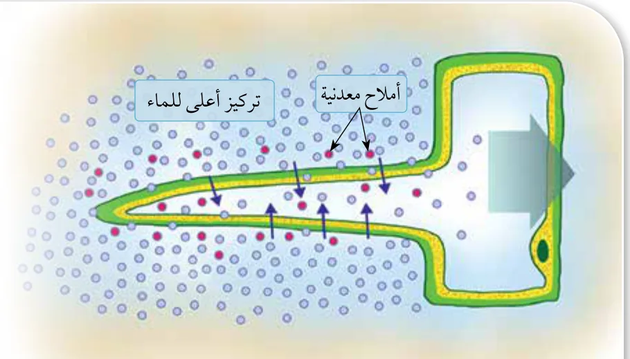 الشكل (7): دخول الماء من التربة إلى النبات عن طريق الشُّعيرات الجذرية. كيف ينتقل الماء من التربة إلى الشُّعيرات الجذرية بالخاصية الأسموزية؟
