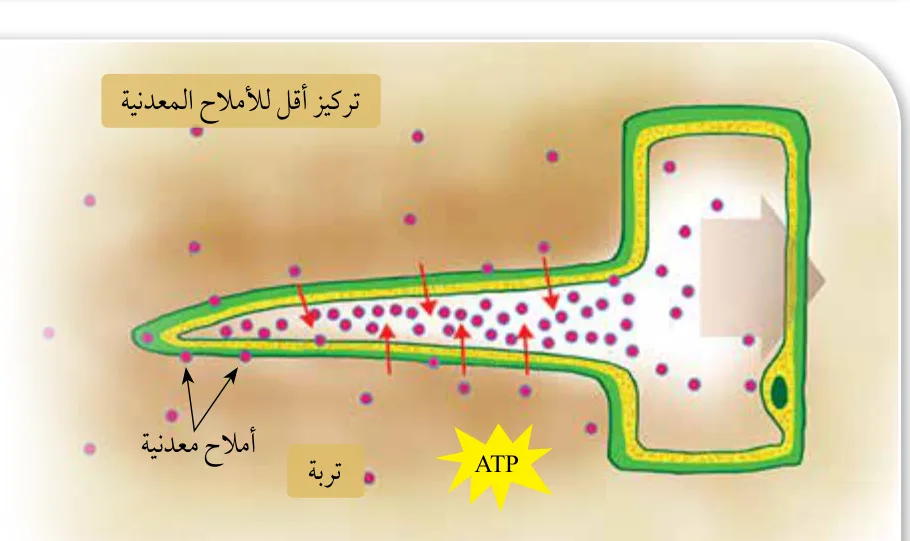 الشكل (8): دخول الأملاح المعدنية بالنقل النشط عن طريق الشُّعيرات الجذرية.