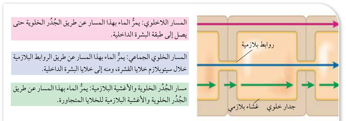 الشكل (9): مسارات انتقال الماء من التربة إلى نسيج الخشب في الجذر.
