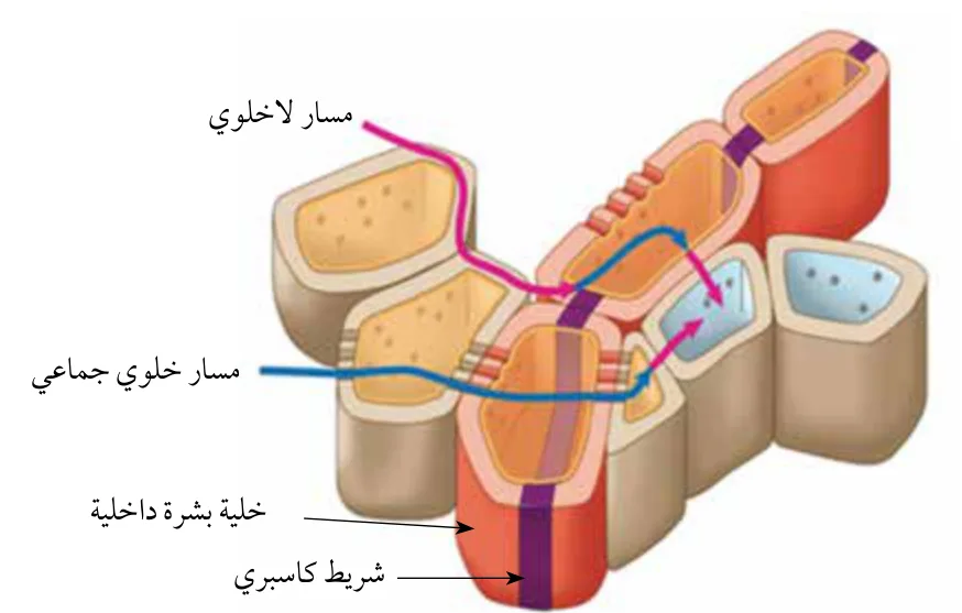 الشكل (10): شريط كاسبري ودخول الماء عبر البشرة الداخلية.