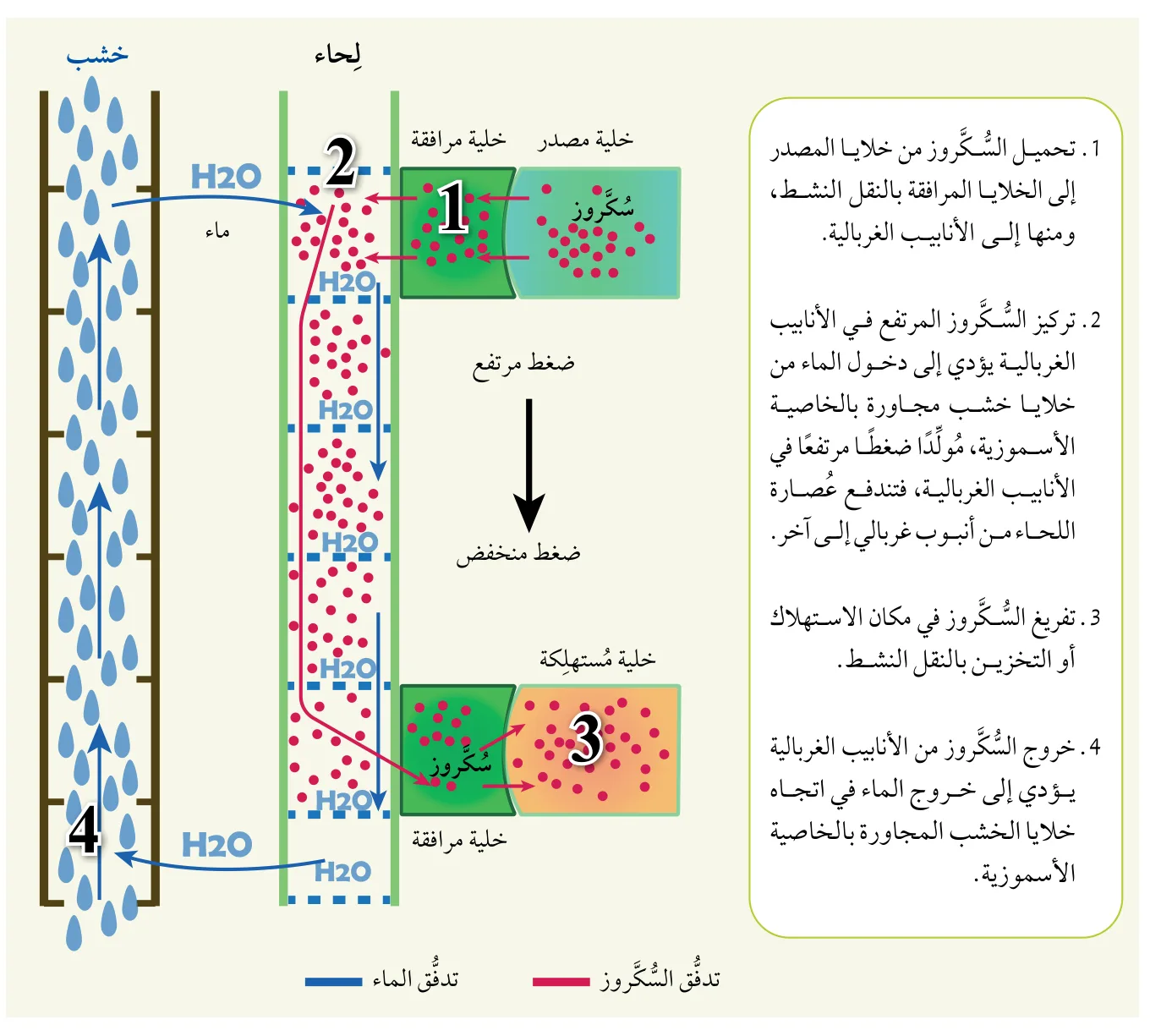 الشكل (13): نقل السُّكروز من أماكن تصنيعه (المصدر) إلى أماكن استهلاكه أو تخزينه وفقًا لفرضية التدفق الضاغط.