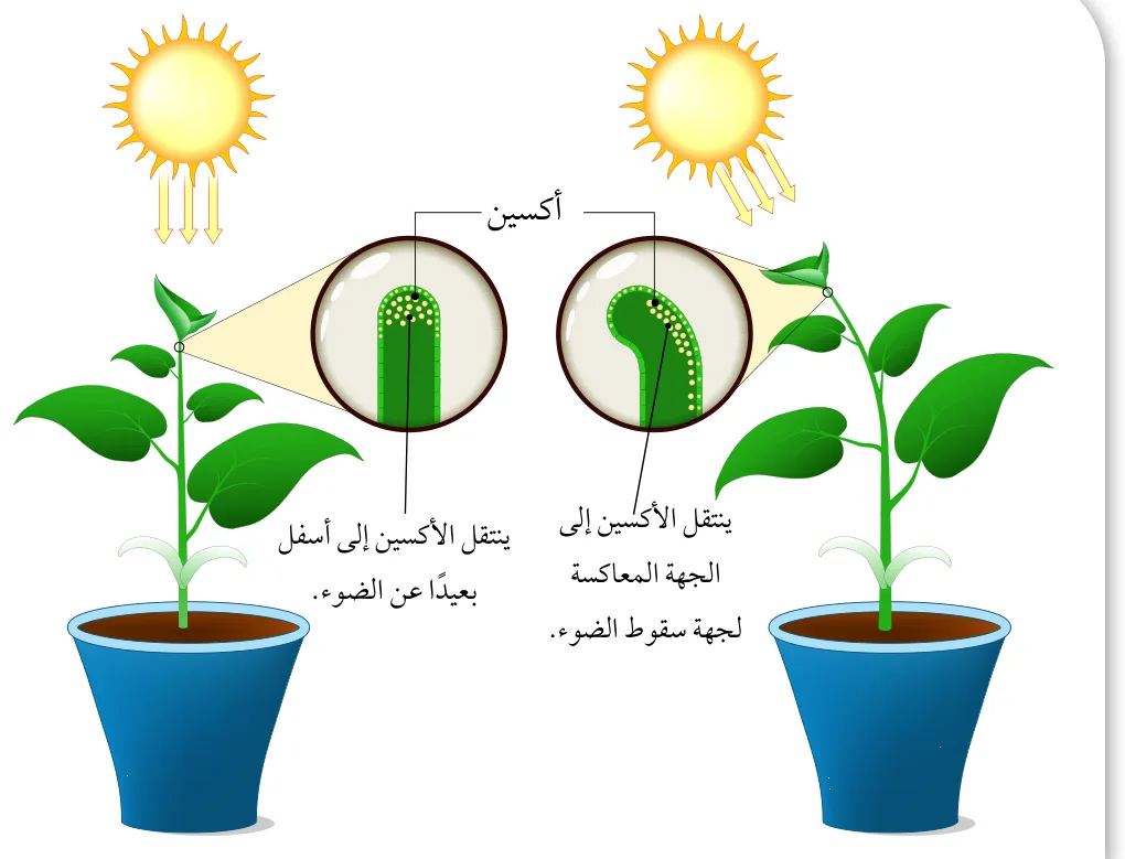 الشكل (14): انتحاء نبات في اتجاه الضوء. أكسين، ينتقل الأكسين إلى الجهة المعاكسة لجهة سقوط الضوء، ينتقل الأكسين إلى أسفل بعيدًا عن الضوء