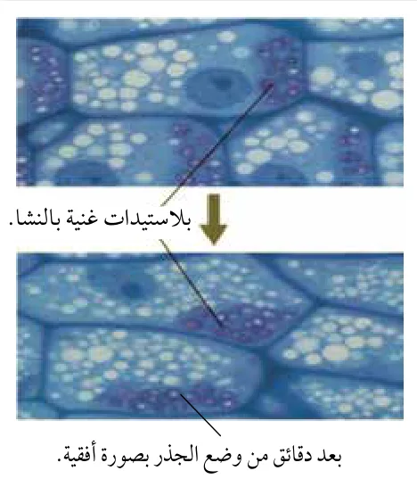 الشكل (16): خلايا نباتية للقِمَّة النامية للجذر تُبيِّن مواقع البلاستيدات الغنية بالنشا. بلاستيدات غنية بالنشا، بعد دقائق من وضع الجذر بصورة أفقية