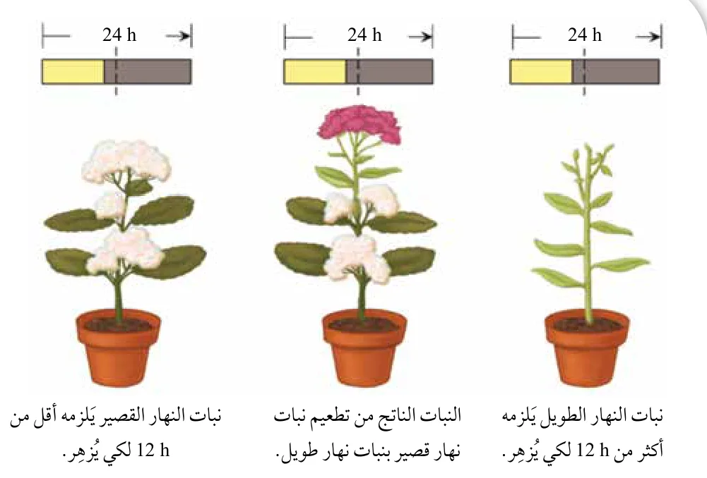 الشكل (20): الإزهار في نباتات النهار القصير، ونباتات النهار الطويل.