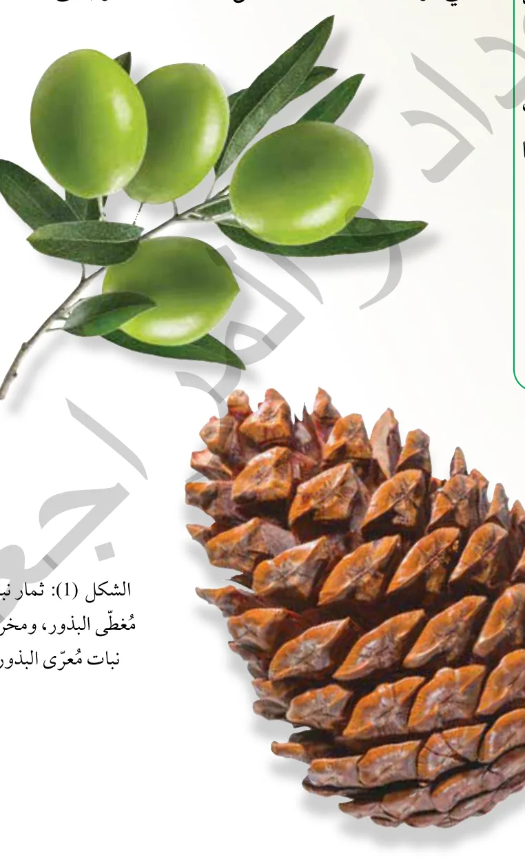 الشكل (1): ثمار نبات مُغطّى البذور، ومخروط نبات مُعرّى البذور.