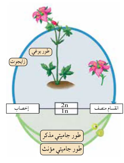 الشكل (2): سيادة الطور البوغي على الطور الجاميتي في النباتات البذرية.