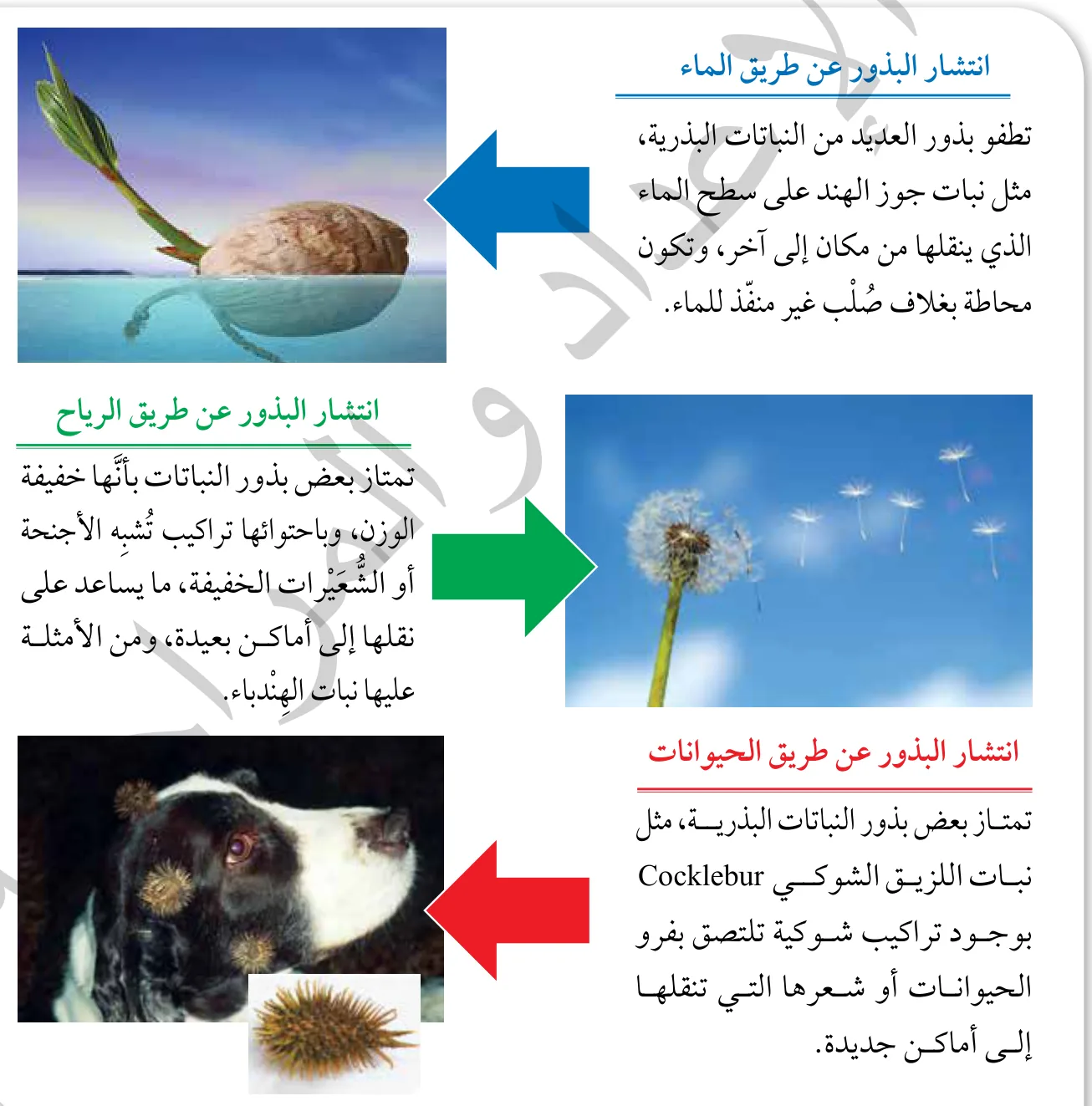 الشكل (6): طرائق انتشار بذور النباتات البذرية.