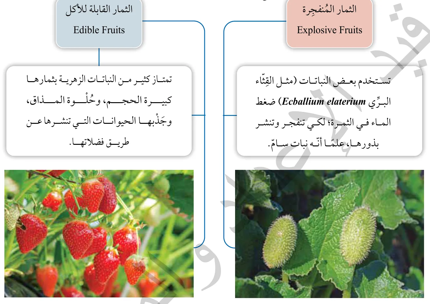 الشكل (7): بعض أشكال تكيُّف الثمار في النباتات الزهرية.