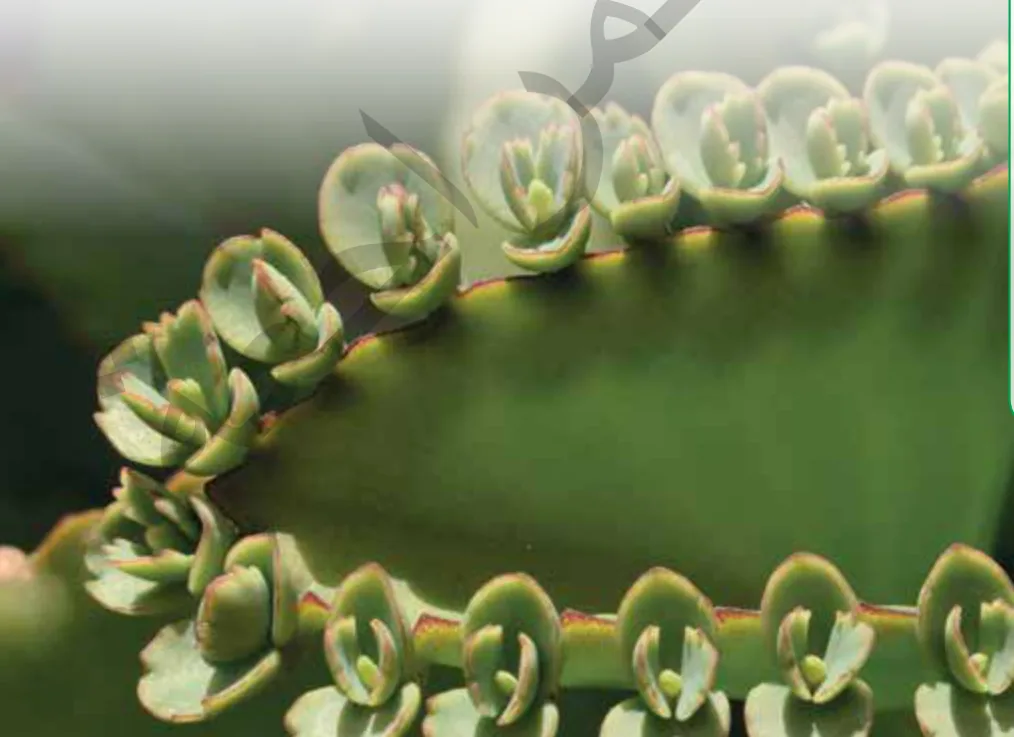 الشكل (8): التكاثر الخضري في نبات البريوفيللم Bryophyllum (الكلانشوا)، حيث تُنتج البراعم من حافات الأوراق، وعند سقوطها على التربة المناسبة تنمو لتكون نباتات جديدة.
