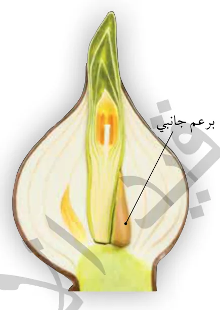 الشكل (9): البراعم الجانبية عند قواعد نبات البصل.
