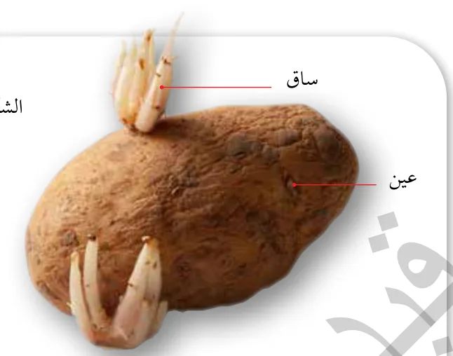 الشكل (11): الدَّرنات في البطاطا.