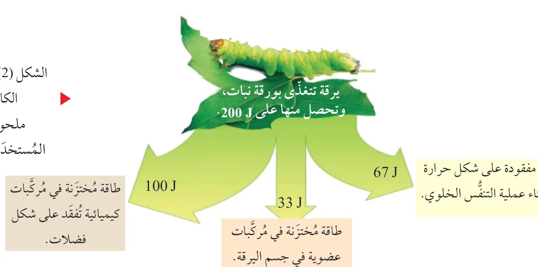 الشكل (2): انتقال الطاقة بين الكائنات الحية