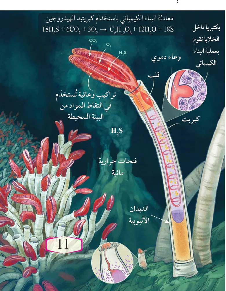 الشكل (3): عملية البناء الكيميائي