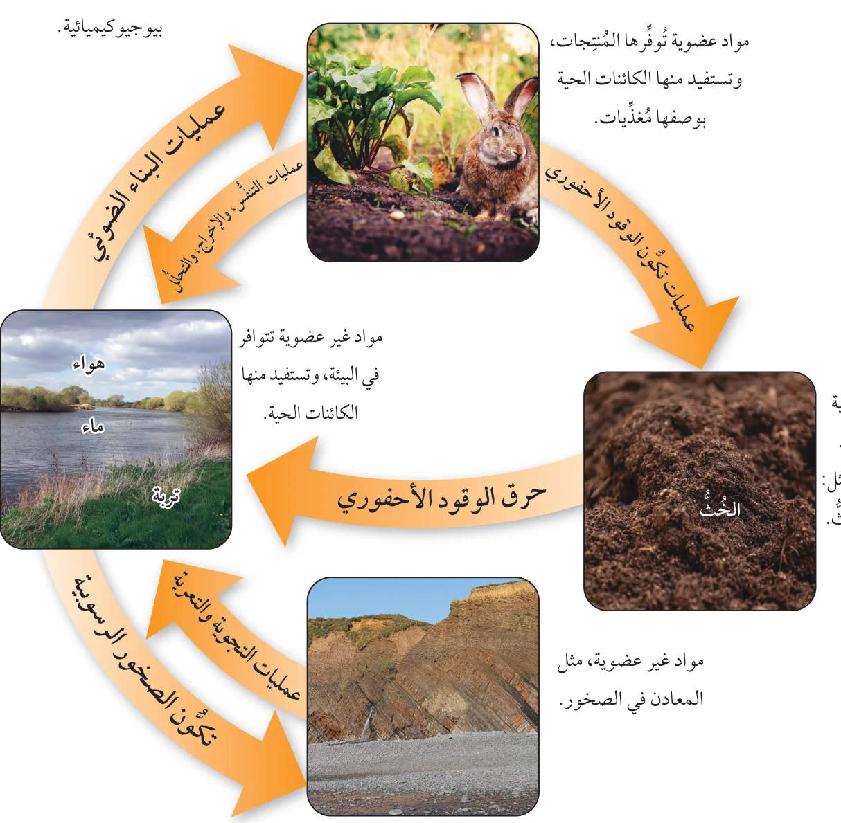 الشكل (4): عمليات بيوجيوكيميائية