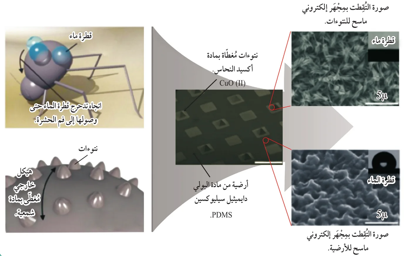 صورة مجهرية لنتوءات الخنفساء