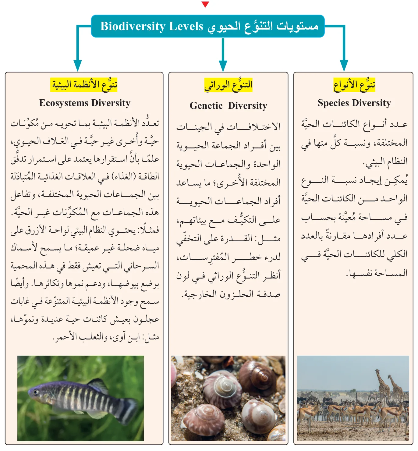 الشكل (2): مستويات التنوع الحيوي.