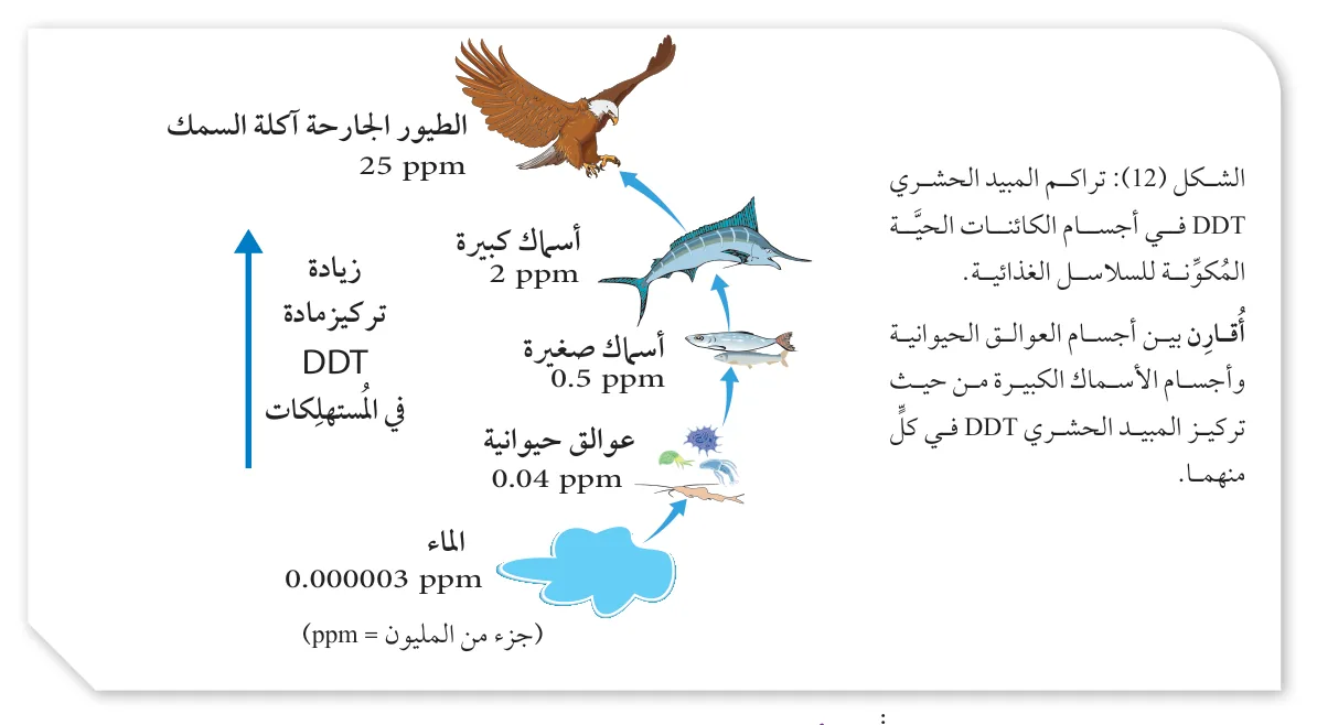 الشكل (12): تراكم المبيد الحشري DDT في أجسام الكائنات الحية المُكوّنة للسلاسل الغذائية. أُقارن بين أجسام العوالق الحيوانية وأجسام الأسماك الكبيرة من حيث تركيز المبيد الحشري DDT في كلّ منهما.