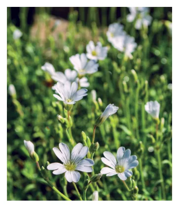 الشكل (22): نبات Cerastium alpinum الذي يتغذى به الوعل.