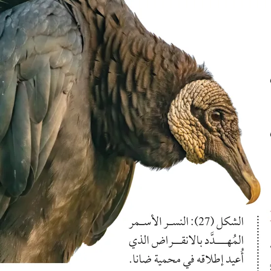 الشكل (27): النسر الأسمر المُهدّد بالانقراض الذي أُعيد إطلاقه في محمية ضانا.