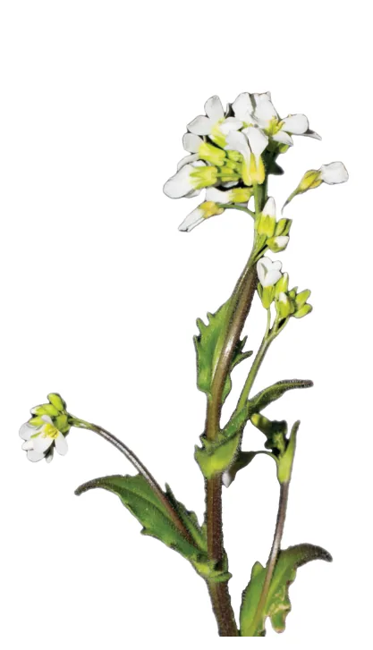 الشكل (31): نبات رشاد الصخر (رشاد أذن الفأر) Arabidopsis thaliana الذي يمتاز بقدرته الفائقة على امتصاص المعادن الثقيلة مثل الرصاص، وتركيزها في سيقانه وجذوره.