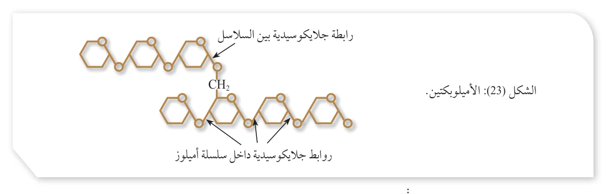 الشكل (23): الأميلوبكتين.