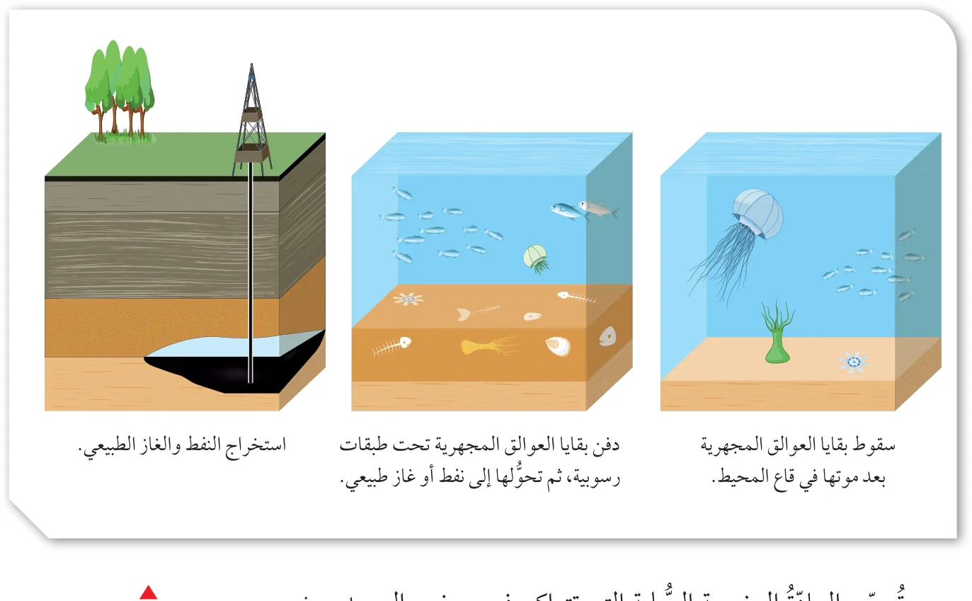 الشكل (3): تشكُّل النفط والغاز الطبيعي من دفن بقايا العوالق المجهرية بعد موتها وتحولها إلى مواد هيدروكربونية سائلة أو غازية: (سقوط بقايا العوالق المجهرية بعد موتها في قاع المحيط) ← (دفن بقايا العوالق المجهرية تحت طبقات رسوبية، ثم تحولها إلى نفط أو غاز طبيعي) ← (استخراج النفط والغاز الطبيعي).