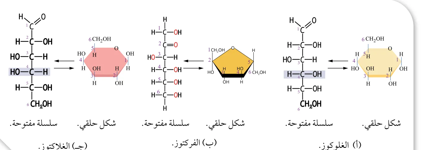 الشكل (3): السكريات الأحادية: (أ): الغلوكوز. (ب): الفركتوز. (ج): الغلاكتوز.