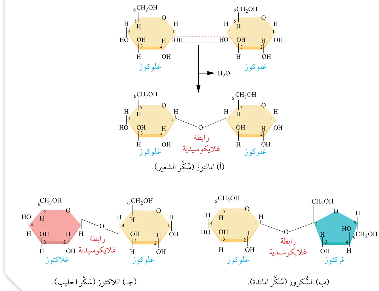 الشكل (4): السكريات الثنائية: (أ): المالتوز. (ب): السكروز. (ج): اللاكتوز.
