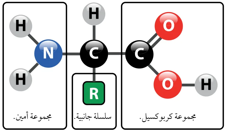 الشكل (5): الصيغة البنائية العامة للحموض الأمينية