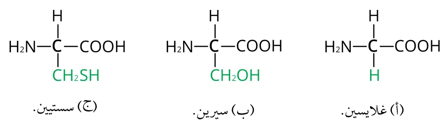 الشكل (6): بعض أنواع الحموض الأمينية. أحدّد السلسلة الجانبية في كل حمض أميني ورد ذكره في الشكل.